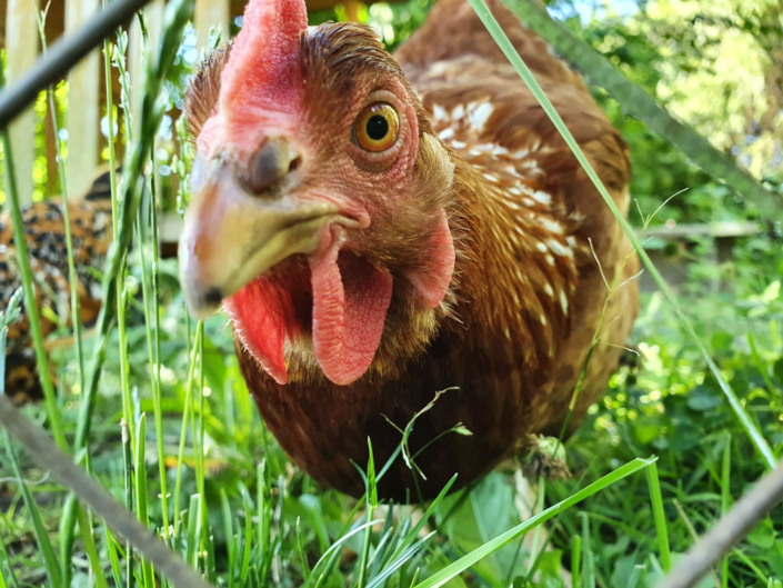 huhn